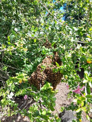 Un gran enjambre de abejas se agolpa en una rama, entre el denso follaje verde y unas cuantas flores rosas, creando una escena al aire libre natural, llena de vida y a la vez bulliciosa.