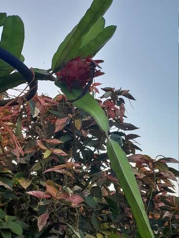 Una sola pitaya madura cuelga de un cactus de largos tallos verdes, rodeada de un follaje colorido y con un cielo azul claro como telón de fondo.