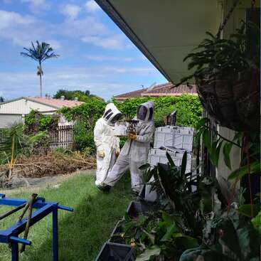 Duas pessoas vestindo trajes de apicultor inspecionam uma colmeia em um quintal ensolarado. Elas estão rodeadas por uma vegetação exuberante, com casas e uma palmeira ao fundo.