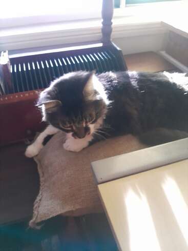 Un gato mullido, de color gris y blanco, descansa cómodamente sobre un cojín de arpillera, bañado por la luz del sol junto a una ventana, cerca de una estantería de madera y un escritorio. Un ambiente acogedor.