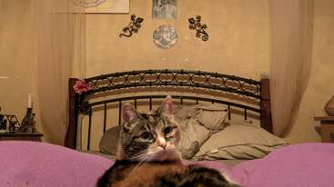 Um gato malhado senta-se em um cobertor roxo em um quarto aconchegante, com uma cama ornamentada, paredes bege, travesseiros macios e arte decorativa na parede atrás.