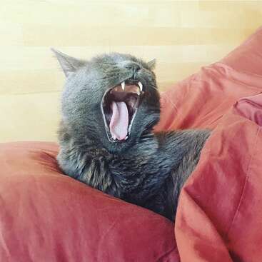 Un chat gris est confortablement allongé sur un coussin et une couverture aux teintes rougeâtres ; il bâille largement en montrant ses dents, l'air détendu, endormi et bien installé dans un cadre chaleureux.