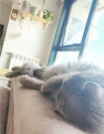 Un chat gris au pelage duveteux dort paisiblement sur le dossier d'un canapé près d'une fenêtre baignée de lumière. Des plantes d'intérieur sont disposées sur une étagère au-dessus. Une scène chaleureuse.