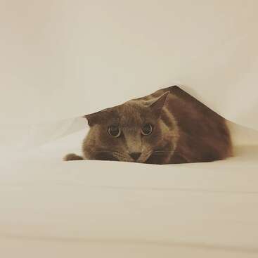 A gray cat hides under a white blanket, peeking out with wide, curious eyes. The soft lighting and minimal background create a cozy atmosphere.