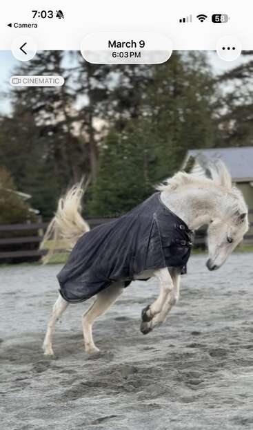 Un caballo blanco, cubierto con una manta negra, se encabrita alegremente en un prado al aire libre, con la crin al viento, rodeado de árboles y una valla de madera. Escena vespertina.