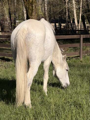 Un caballo blanco pasta tranquilamente sobre la exuberante hierba verde dentro de un prado vallado. La luz del sol ilumina su pelaje y los árboles crean un sereno telón de fondo natural.