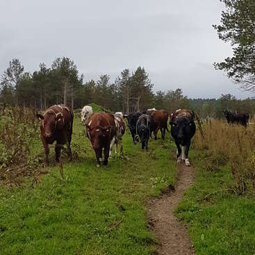 La imagen representa una serena escena de un rebaño de vacas caminando por un sendero cubierto de hierba, rodeadas de árboles y un cielo nublado, en un entorno rural.