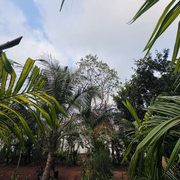 This image depicts a lush garden scene with various green palm trees, dense foliage, brown soil, and a partly cloudy sky, creating a tropical, serene atmosphere.