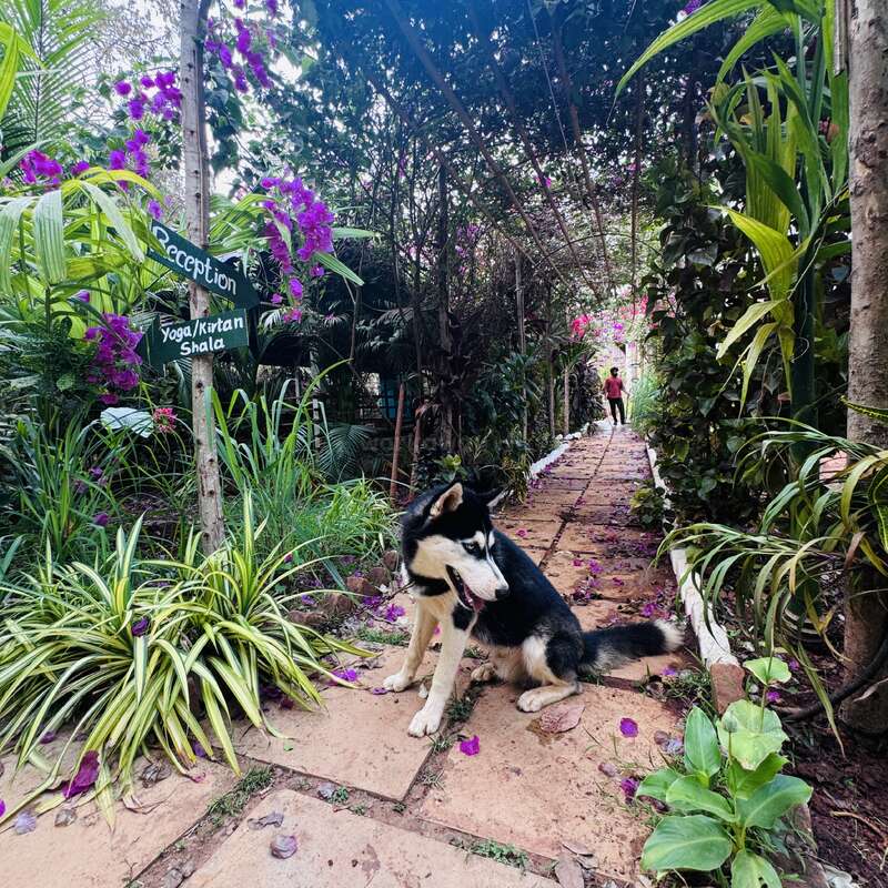 A black and white dog sits on a garden path surrounded by lush greenery and purple flowers. Signs point to reception and yoga/kirtan shala.