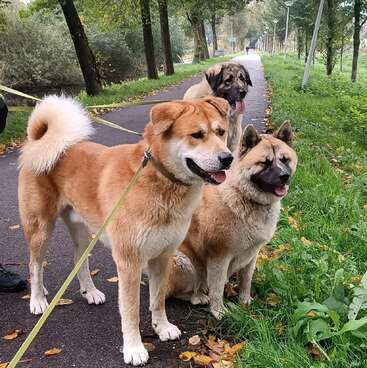 Three large dogs on leashes stand on a tree-lined path, surrounded by green grass and fallen leaves, looking content and alert on a walk.