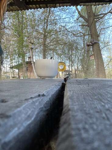 A white cup with a golden handle sits on a rustic wooden table outdoors, surrounded by tall trees and birdhouses, under a clear blue sky.