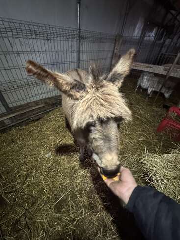 Un burro peludo está siendo alimentado a mano dentro de un granero con heno esparcido por el suelo. El burro parece curioso y dócil, con orejas grandes y erguidas.
