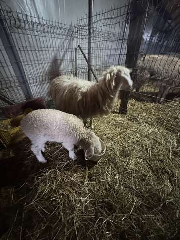 Una oveja adulta mullida y un cordero están dentro de un corral con heno en el suelo. El cordero está comiendo de un cuenco, ambiente nocturno.