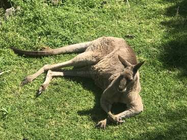 The image depicts a kangaroo lying on its side in the grass, with its head resting on its front legs, facing the camera.