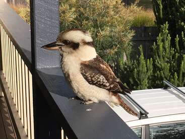 The image depicts a kookaburra perched on a balcony railing, facing left, with a serene background featuring trees and a white car roof.