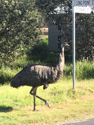 The image depicts an emu standing on grass near a street sign, with a house and trees visible in the background, set against a sunny day.