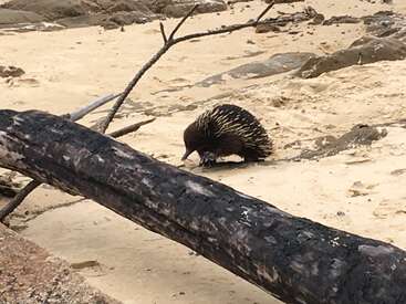 The image depicts an echidna foraging on a sandy beach, with a charred log in the foreground and rocks scattered throughout the background.