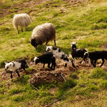 L'image représente un champ herbeux serein avec un troupeau de moutons, y compris des agneaux, broutant paisiblement, illustrant une scène naturelle harmonieuse.