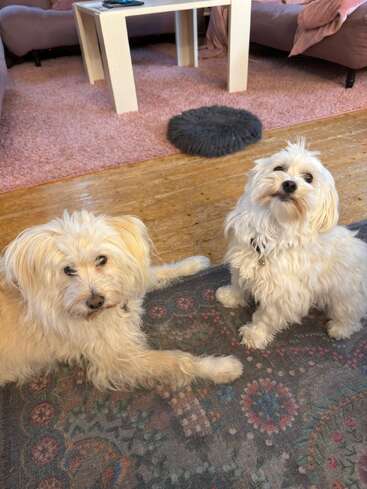 Deux chiens pelucheux de couleur claire sont assis sur un tapis à motifs dans un salon confortable avec un tapis rose, des canapés, une table blanche et un coussin noir pelucheux.