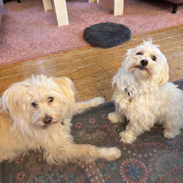 Two fluffy, light-colored dogs sit on a patterned rug in a cozy living room with pink carpet, sofas, a white table, and a fluffy black cushion.