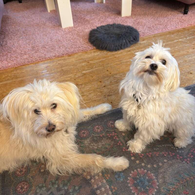 Deux chiens pelucheux de couleur claire sont assis sur un tapis à motifs dans un salon confortable avec un tapis rose, des canapés, une table blanche et un coussin noir pelucheux.