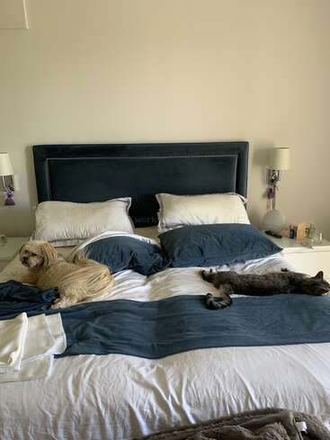 Una acogedora cama con sábanas azul marino acoge a un perro relajado a la izquierda y a un gato estirado a la derecha, ambos cómodamente tumbados a la luz del sol.