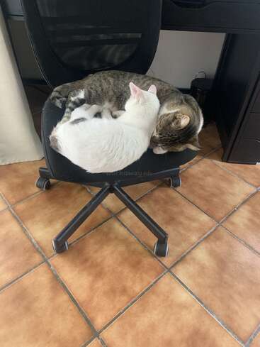 Dos adorables gatos, uno blanco y otro atigrado, están acurrucados juntos, durmiendo plácidamente en una silla de oficina negra en una habitación con suelo de baldosas bajo un escritorio.