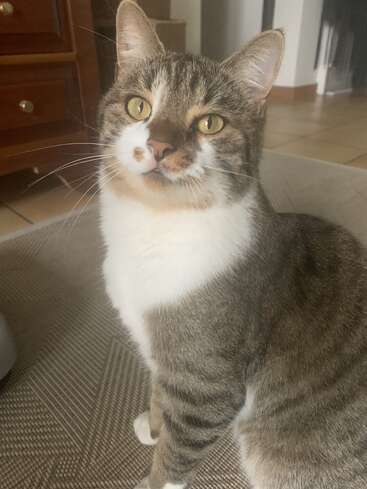 Un curioso gato atigrado con llamativos ojos amarillos y marcas blancas está sentado en una alfombra en el interior de una casa, mirando atentamente a la cámara con expresión tranquila.