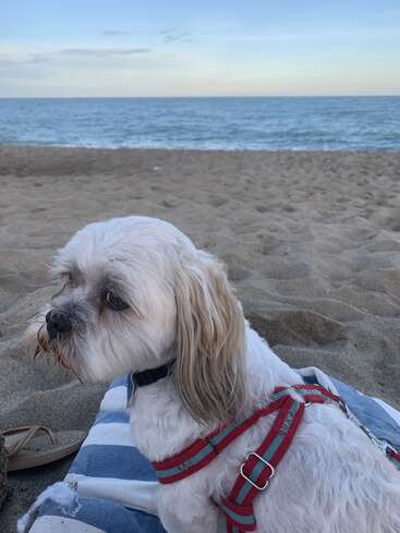 Un pequeño perro blanco con un arnés rojo está sentado en una manta en la playa, contemplando pensativo el océano bajo un cielo azul en calma.