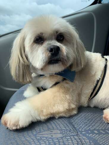 Un esponjoso perro blanco y fuego con pajarita azul descansa en el asiento de un coche, mirando con ojos grandes y expresivos bajo un cielo nublado.