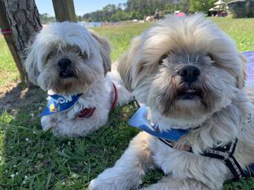 Dos esponjosos perros blancos se relajan en la hierba verde cerca de un árbol, llevando pañuelos de colores. Es un día soleado en el parque con árboles y gente de fondo.