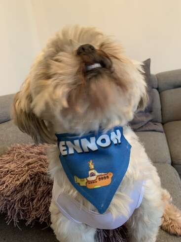 Un perro esponjoso está sentado en un sofá con un pañuelo azul con "LENNON" y la imagen de un submarino amarillo, mirando hacia arriba con la boca ligeramente abierta.
