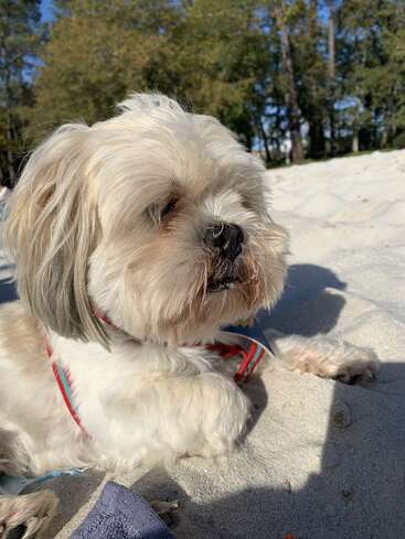 Un esponjoso perro blanco con un arnés rojo se relaja en la suave arena, disfrutando del día soleado. Los árboles proporcionan un telón de fondo verde bajo un cielo azul despejado.
