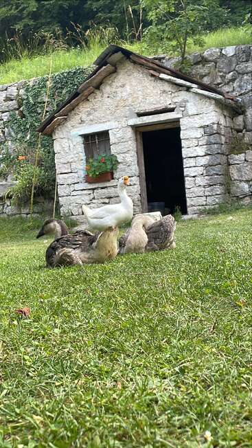 In front of a rustic stone house, a group of geese rest on green grass, surrounded by greenery and flowers, creating a tranquil countryside scene.