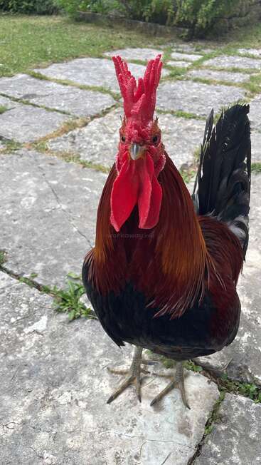 A proud rooster stands on stone pavement, displaying vibrant red comb and wattles. Its striking black and reddish-brown feathers contrast against the green garden background.