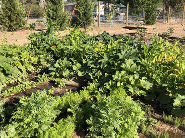 Esta imagen muestra un exuberante y próspero huerto con varias plantas verdes, como maíz, calabaza y zanahorias, rodeado de una valla y árboles bajo la luz del sol.