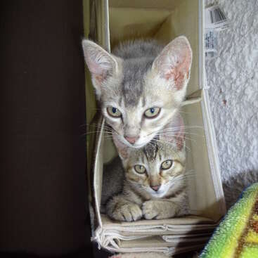 L'image représente deux chatons nichés dans un meuble de rangement en tissu, entourés d'une couverture rouge et blanche et d'une couverture multicolore au premier plan.