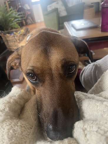 Ein brauner Hund mit großen, ausdrucksstarken Augen legt seinen Kopf auf eine kuschelige, cremefarbene Decke. Im Hintergrund sieht man ein gemütliches Wohnzimmer, das zum Verweilen einlädt.
