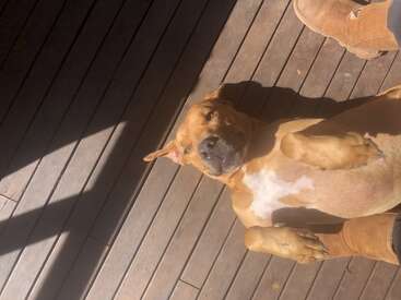 Um cachorro marrom com o peito branco tá deitado de costas num deck de madeira, curtindo o sol perto de uma pessoa usando botas marrons. Ambiente relaxante.