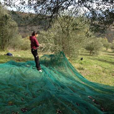 Una mujer de pie sobre una gran red verde en un olivar, rodeada de árboles y hierba, con un sereno paisaje de fondo.