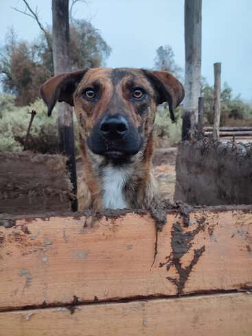 Um cachorro marrom e preto com olhos expressivos olha por cima de uma cerca de madeira. O plano de fundo apresenta árvores, terra e postes de madeira, criando um cenário rural e rústico.