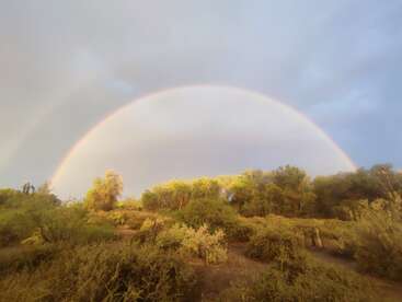 Um arco-íris vibrante se estende por um céu nublado acima de árvores e arbustos verdes exuberantes em uma paisagem iluminada pelo sol, criando uma cena natural serena e bonita.