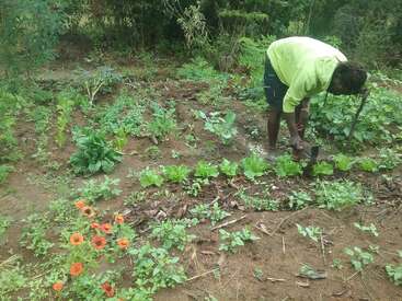 A person in a green shirt tends to a small garden with leafy vegetables and orange flowers. The garden is surrounded by greenery and appears well-tended.