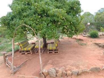 Under a large mango tree with hanging fruit, there are pallet seats and a table with colorful cushions, creating a peaceful outdoor sitting area on red soil.