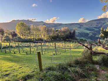 This serene countryside scene features lush green fields, rows of vineyard posts, scattered trees, rolling hills, and a stunning blue sky with fluffy clouds.