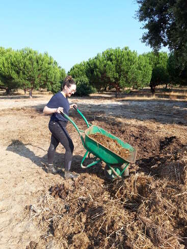 Une femme portant des vêtements noirs et des bottes pousse une brouette verte remplie de fumier dans une ferme, entourée d'arbres verts sous un ciel bleu clair.