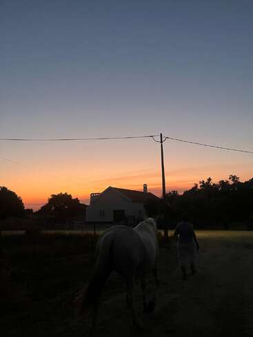Une personne marche à côté d'un cheval blanc au crépuscule. Le ciel s'illumine des douces couleurs du coucher de soleil derrière une maison, des arbres et des fils électriques, créant ainsi une certaine tranquillité.