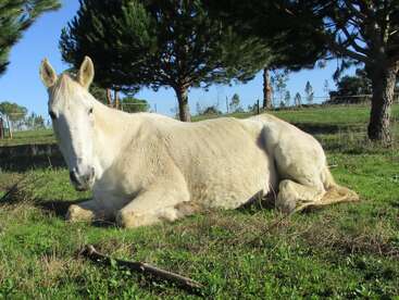 A white horse is lying down on a grassy field under the shade of trees, enjoying the sunshine. The background shows a clear blue sky.