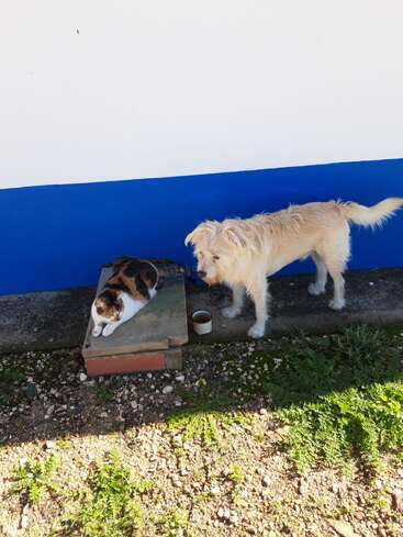 A fluffy light-colored dog stands next to a calico cat resting on a concrete step. They are outdoors by a white and blue painted wall in sunlight.