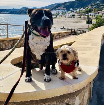 Zwei entzückende Hunde, ein großer und ein kleiner, sitzen zusammen auf einer sonnenbeschienenen Steinmauer und blicken auf eine wunderschöne Küstenstadt mit Bergen und Meer.